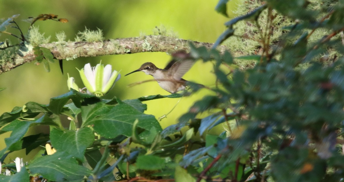 Ruby-throated Hummingbird - ML264859481