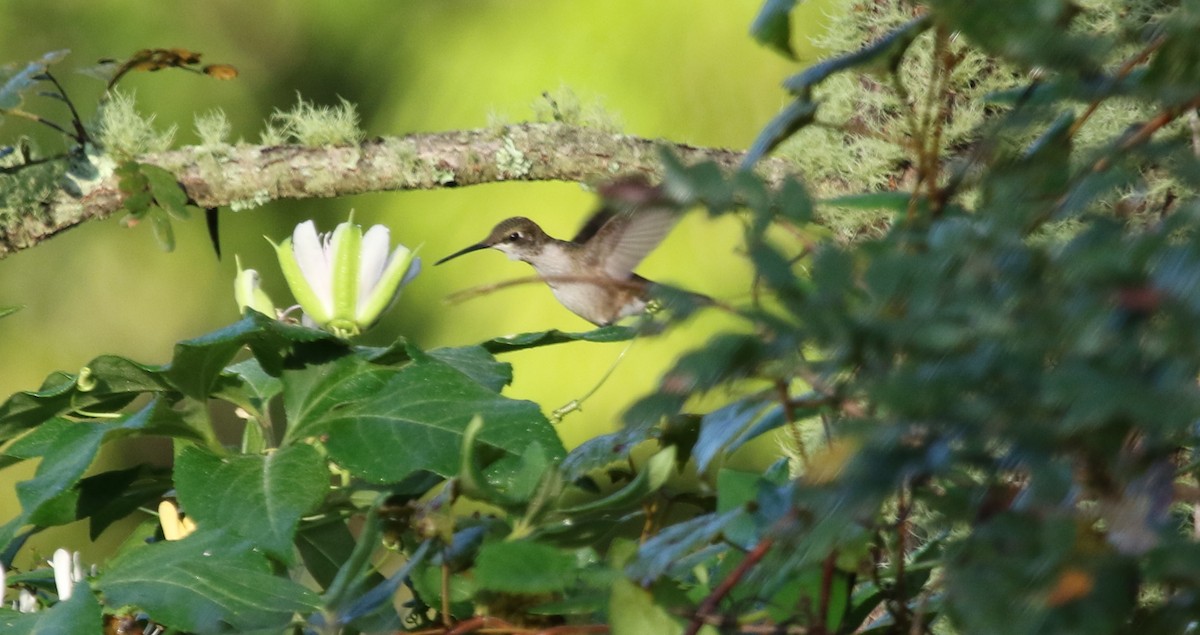 Ruby-throated Hummingbird - Jeffrey Blalock