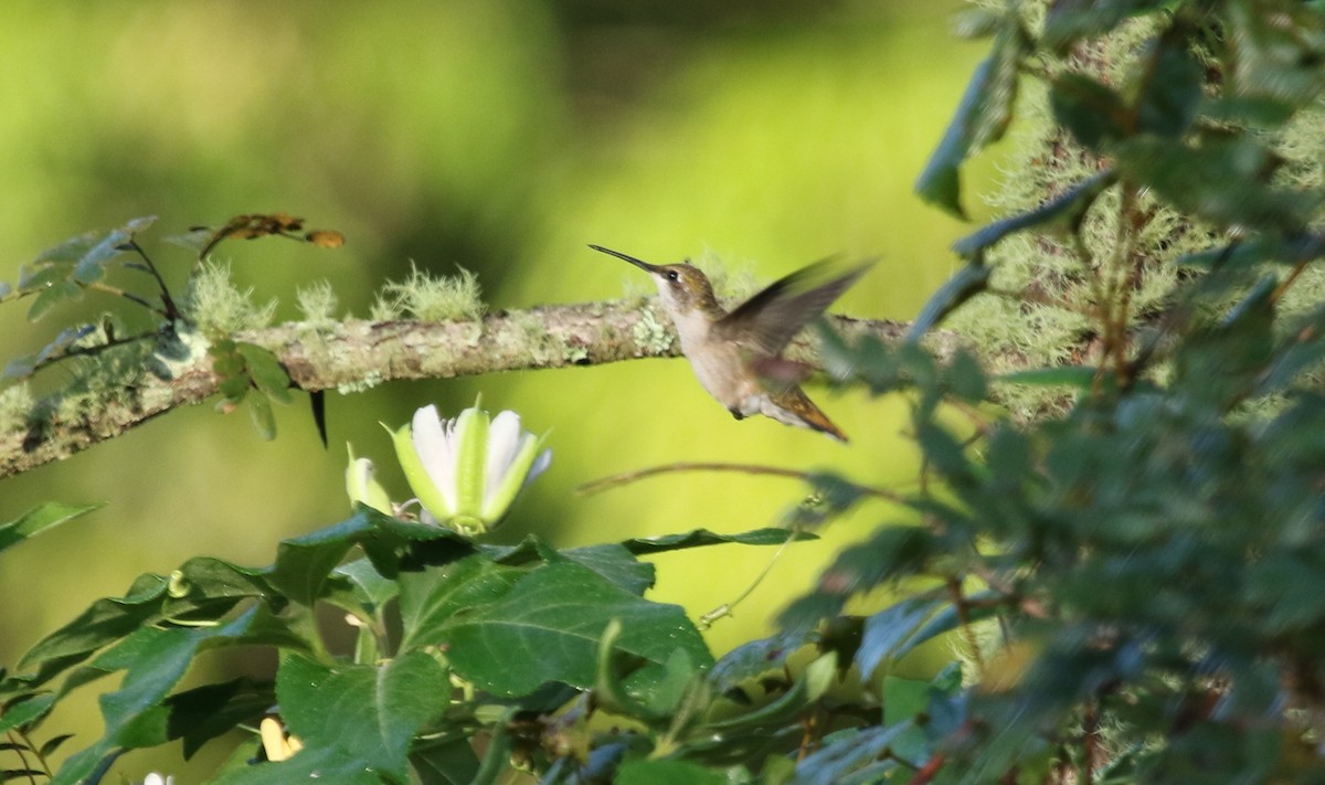 Ruby-throated Hummingbird - Jeffrey Blalock