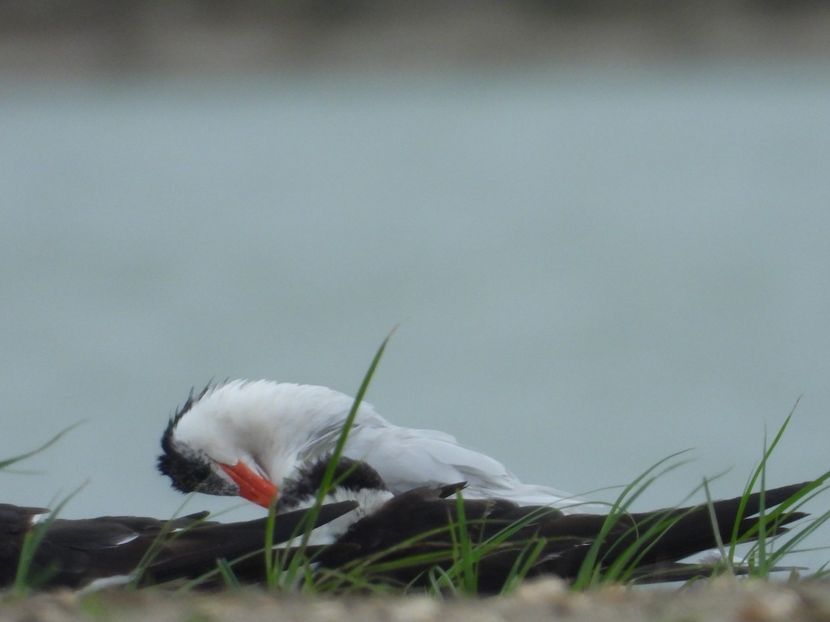 Black Skimmer (niger) - ML264861521