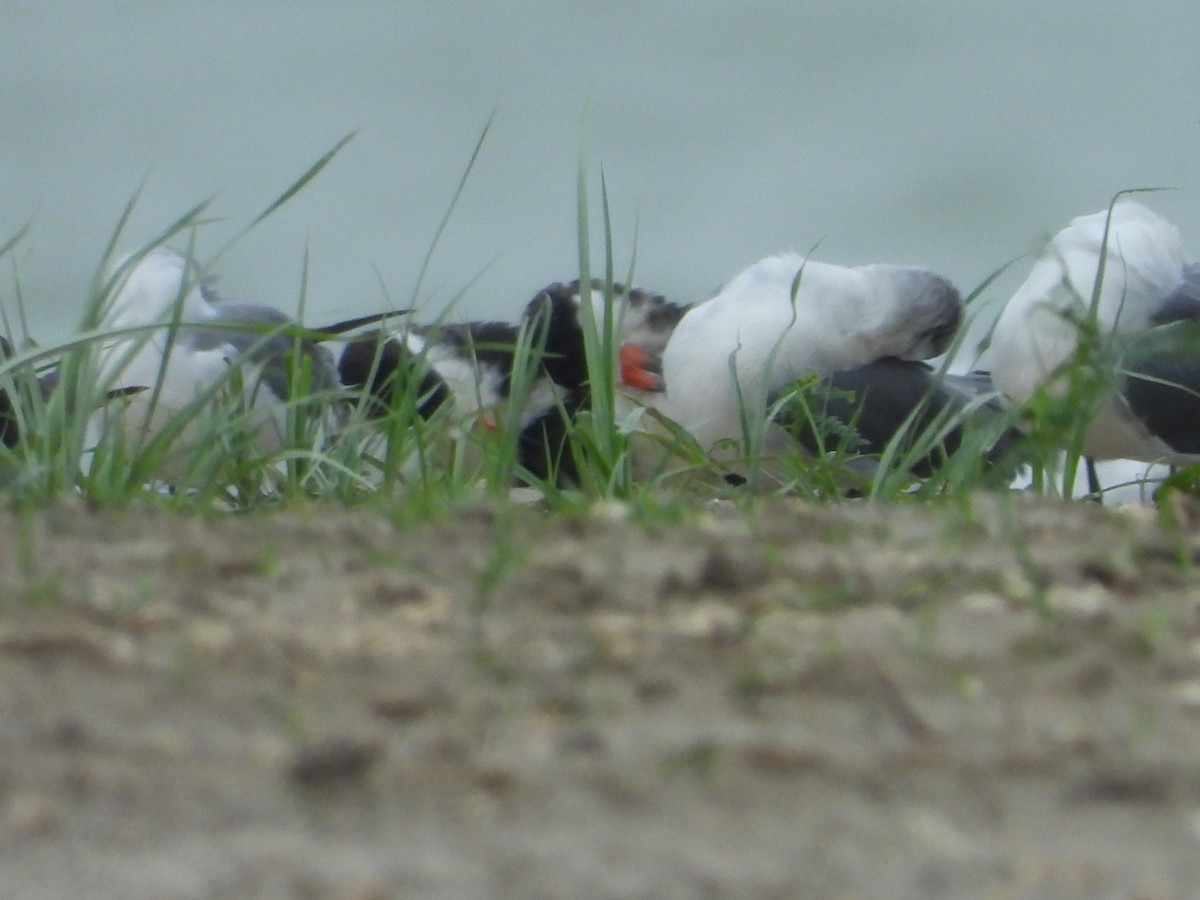 Black Skimmer (niger) - ML264861701