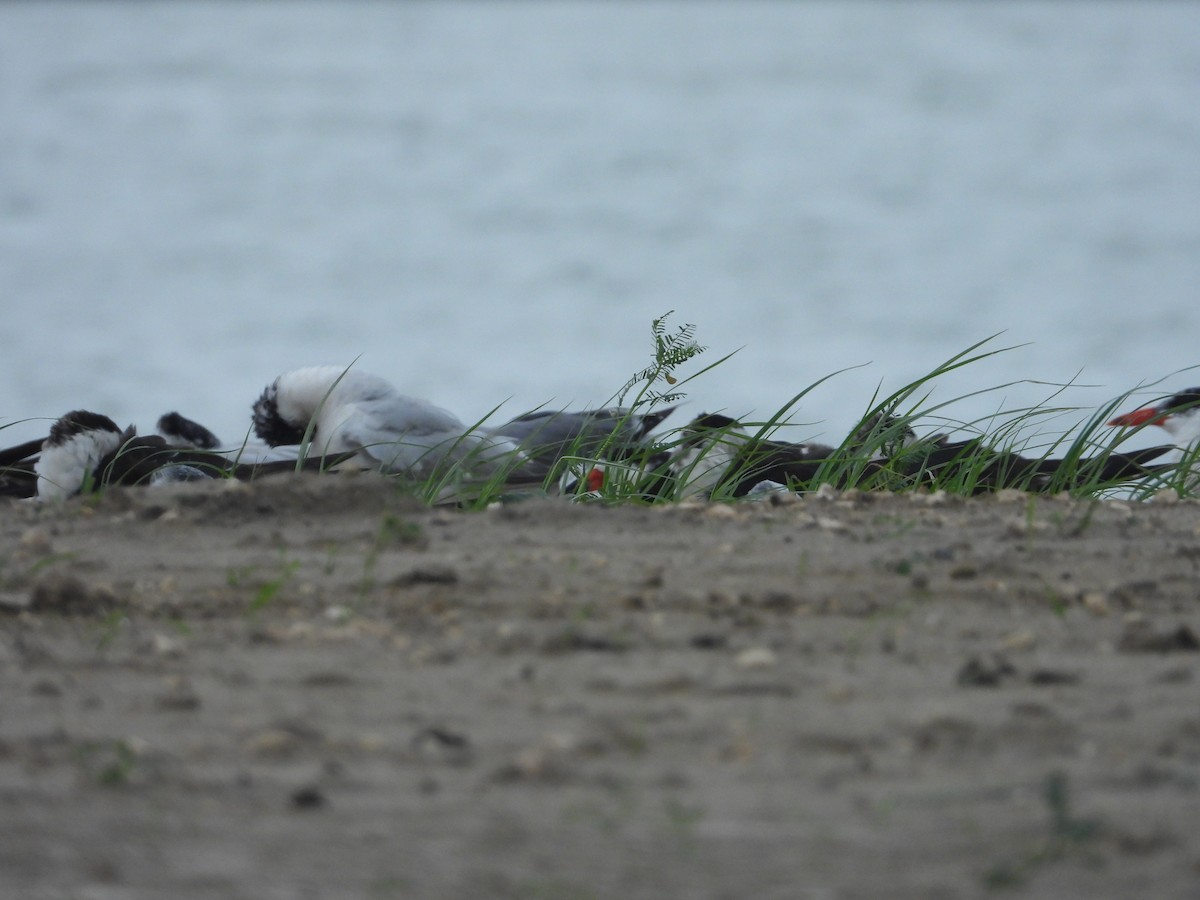 Black Skimmer (niger) - ML264861821