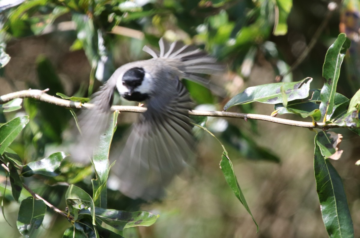 Carolina Chickadee - ML264862831
