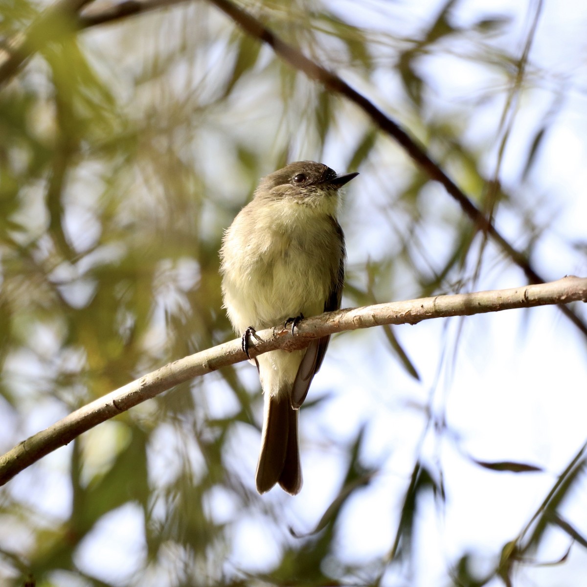 Eastern Phoebe - ML264863091