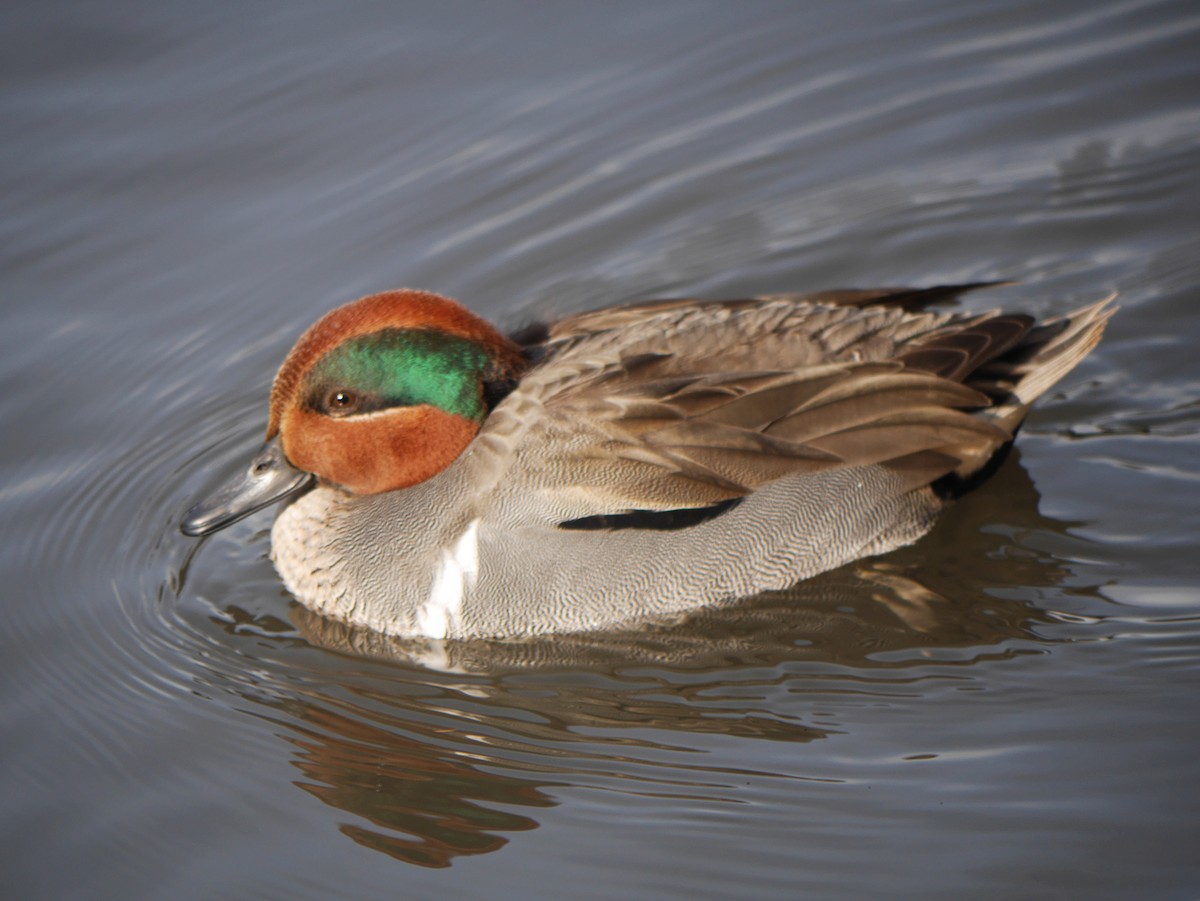 Green-winged Teal - ML264863881