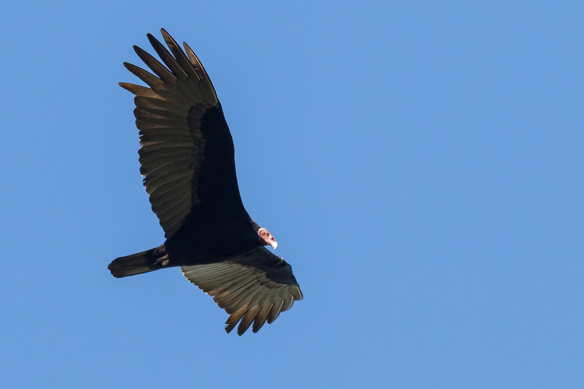 Turkey Vulture - ML264864751