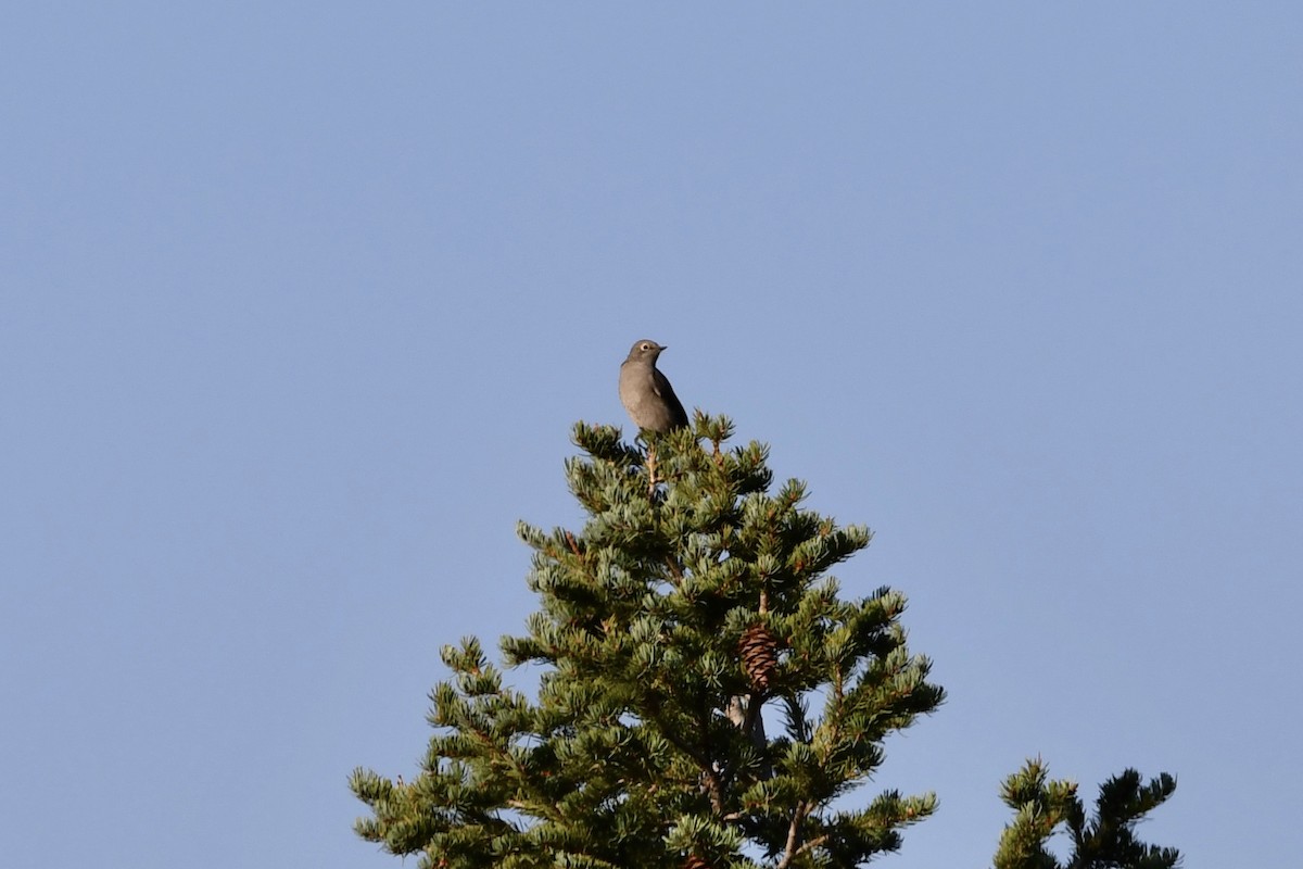 Townsend's Solitaire - ML264865191