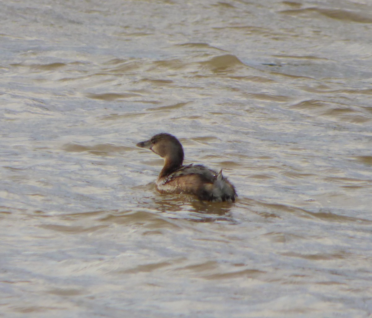 Pied-billed Grebe - ML26486681