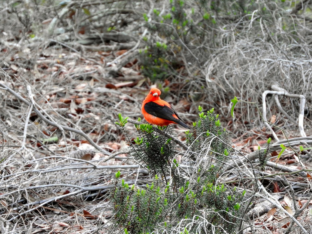 Scarlet Tanager - ML26486701