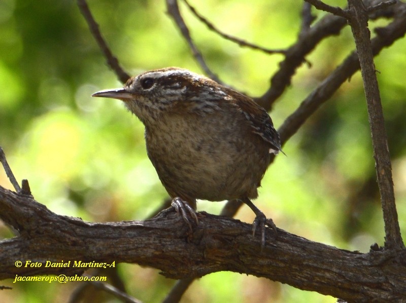 Timberline Wren - Daniel Martínez