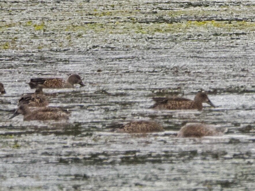 Blue-winged Teal - ML264870661