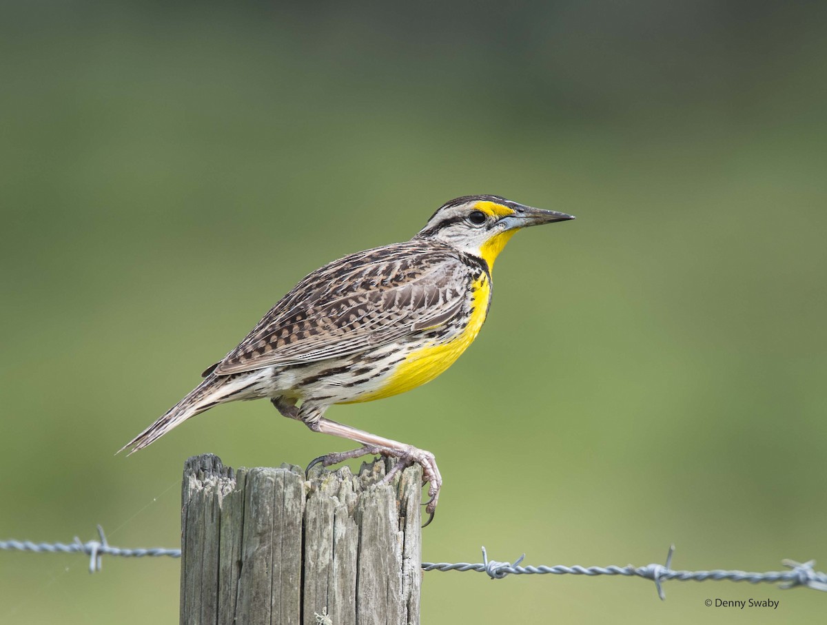 Eastern Meadowlark - ML26487201