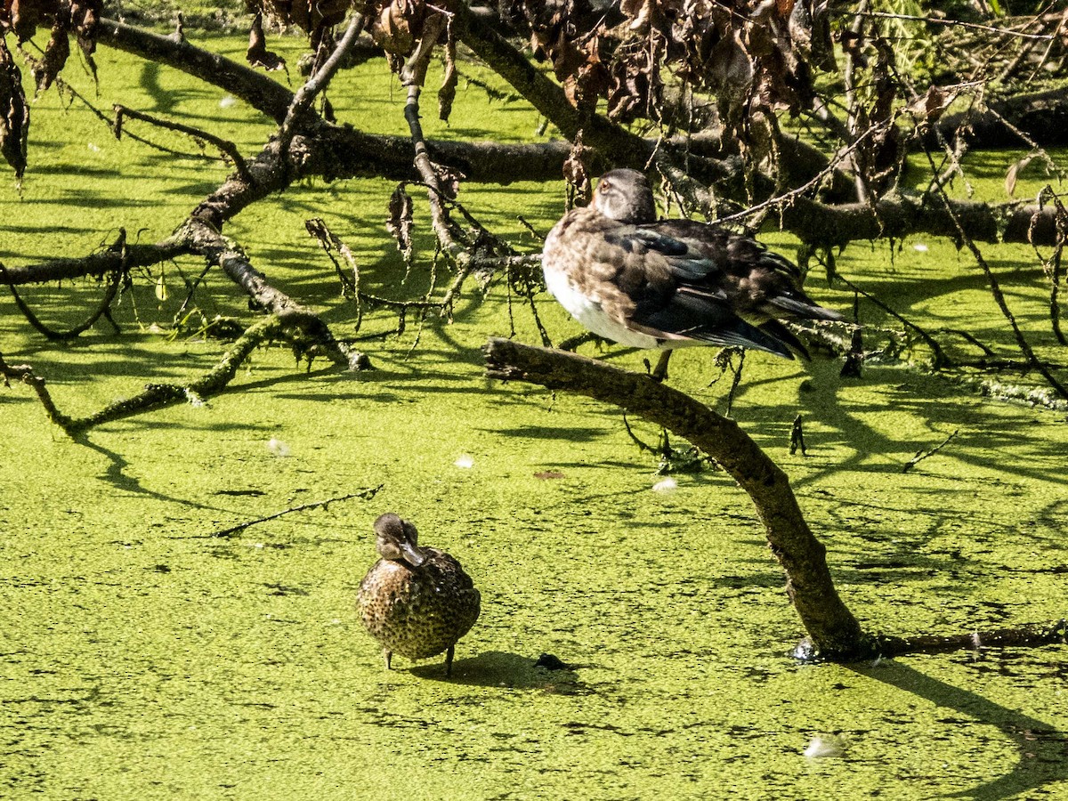 Green-winged Teal - ML264872861