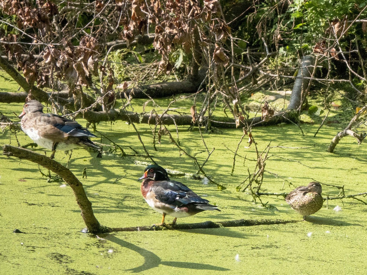 Green-winged Teal - ML264872871