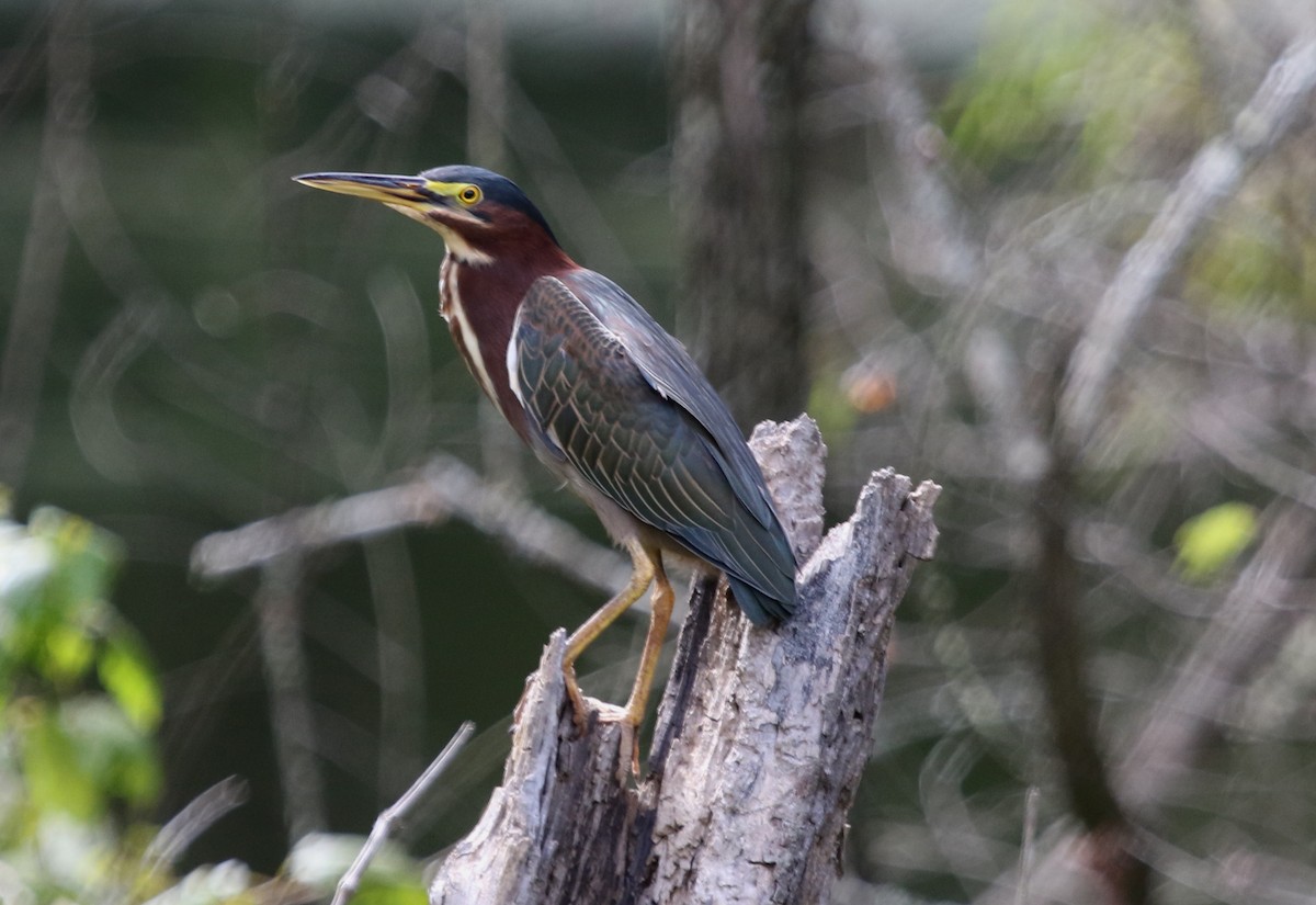Green Heron - ML264873501