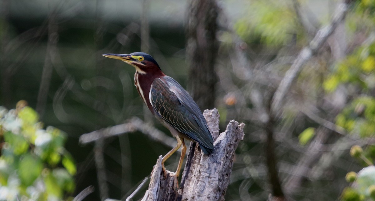 Green Heron - ML264873511