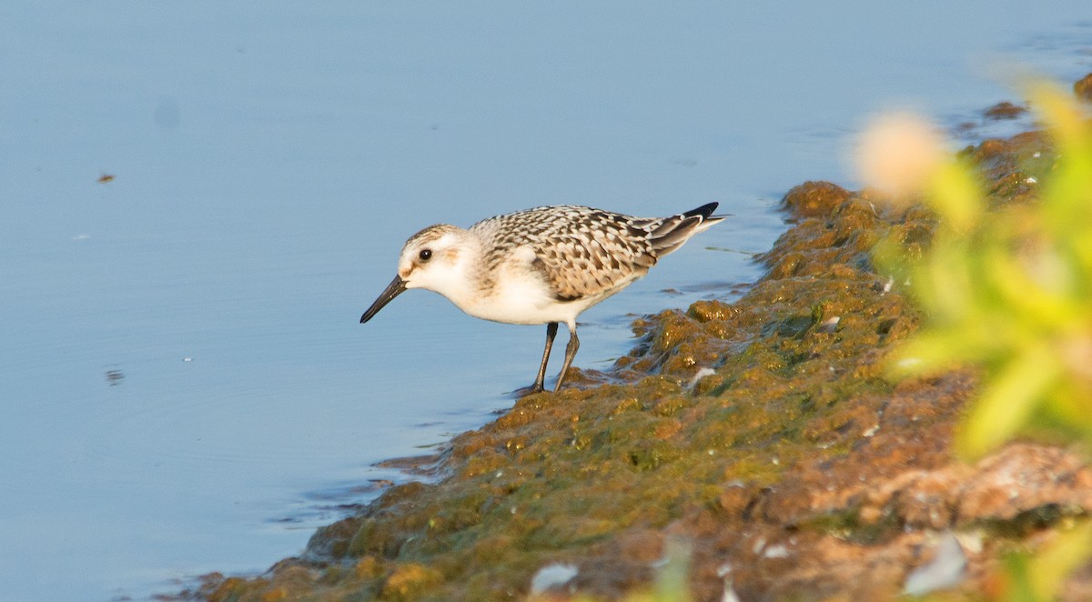 Bécasseau sanderling - ML264874641