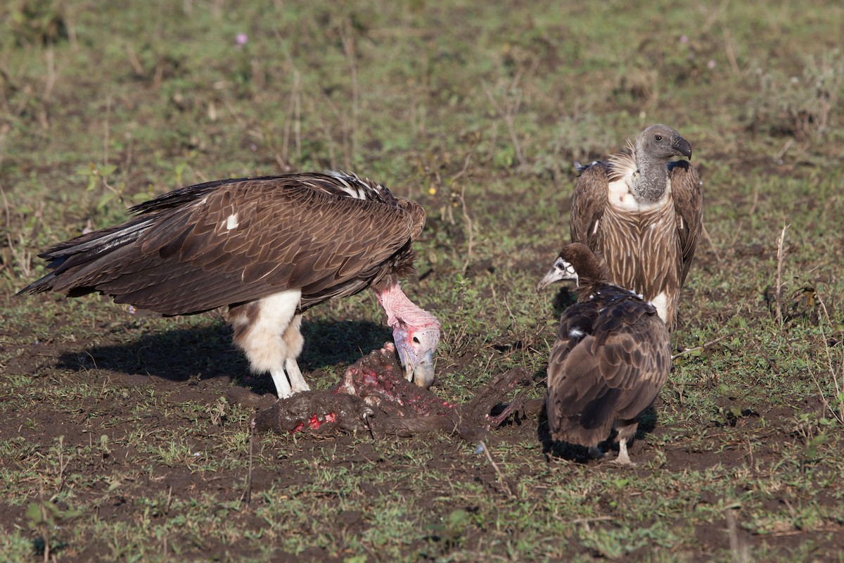 White-backed Vulture - ML264875191