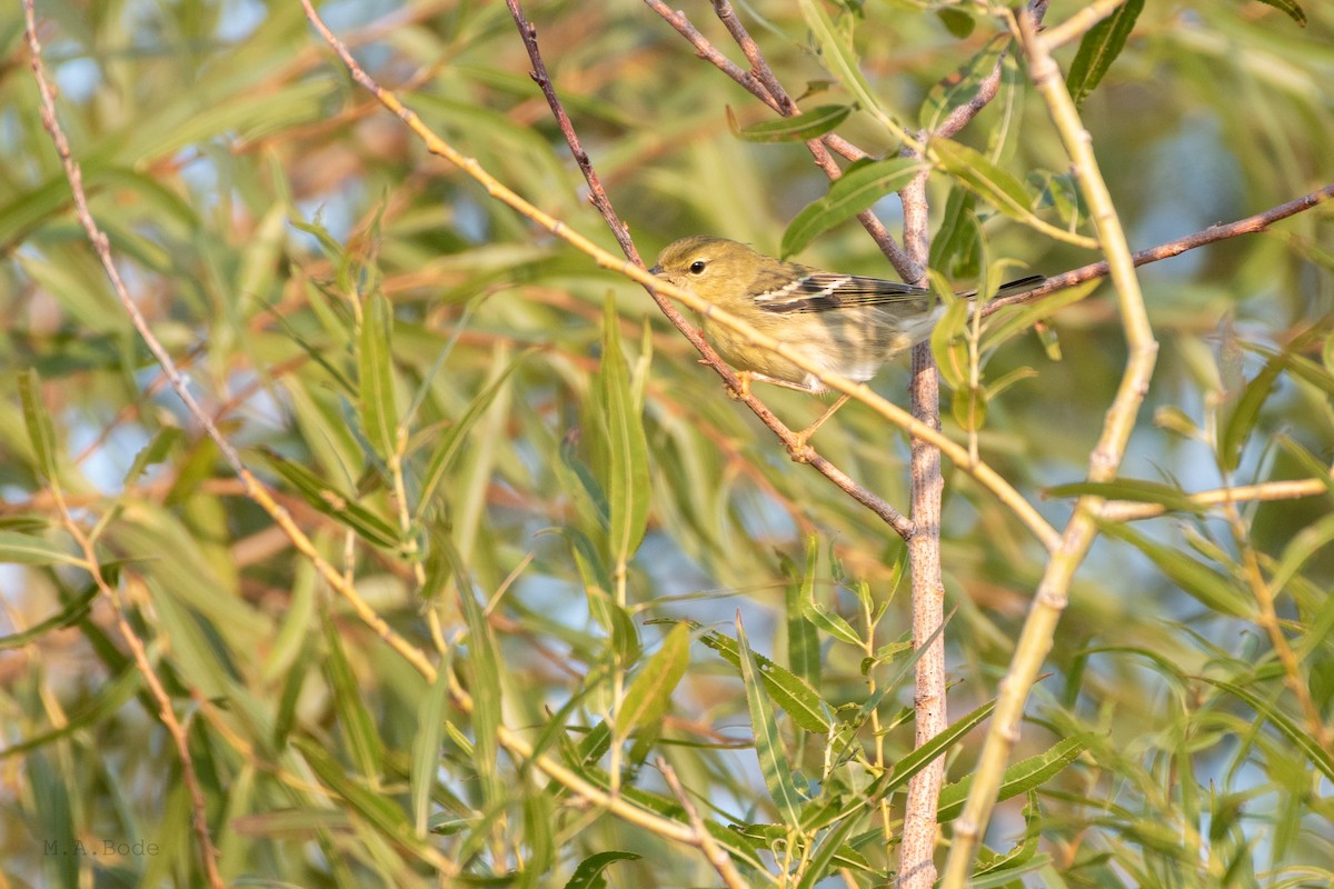 Blackpoll Warbler - ML264875251