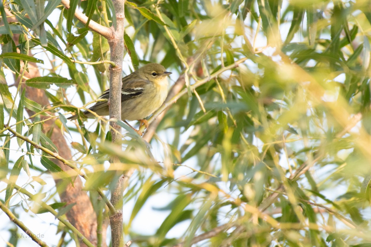 Blackpoll Warbler - ML264875421