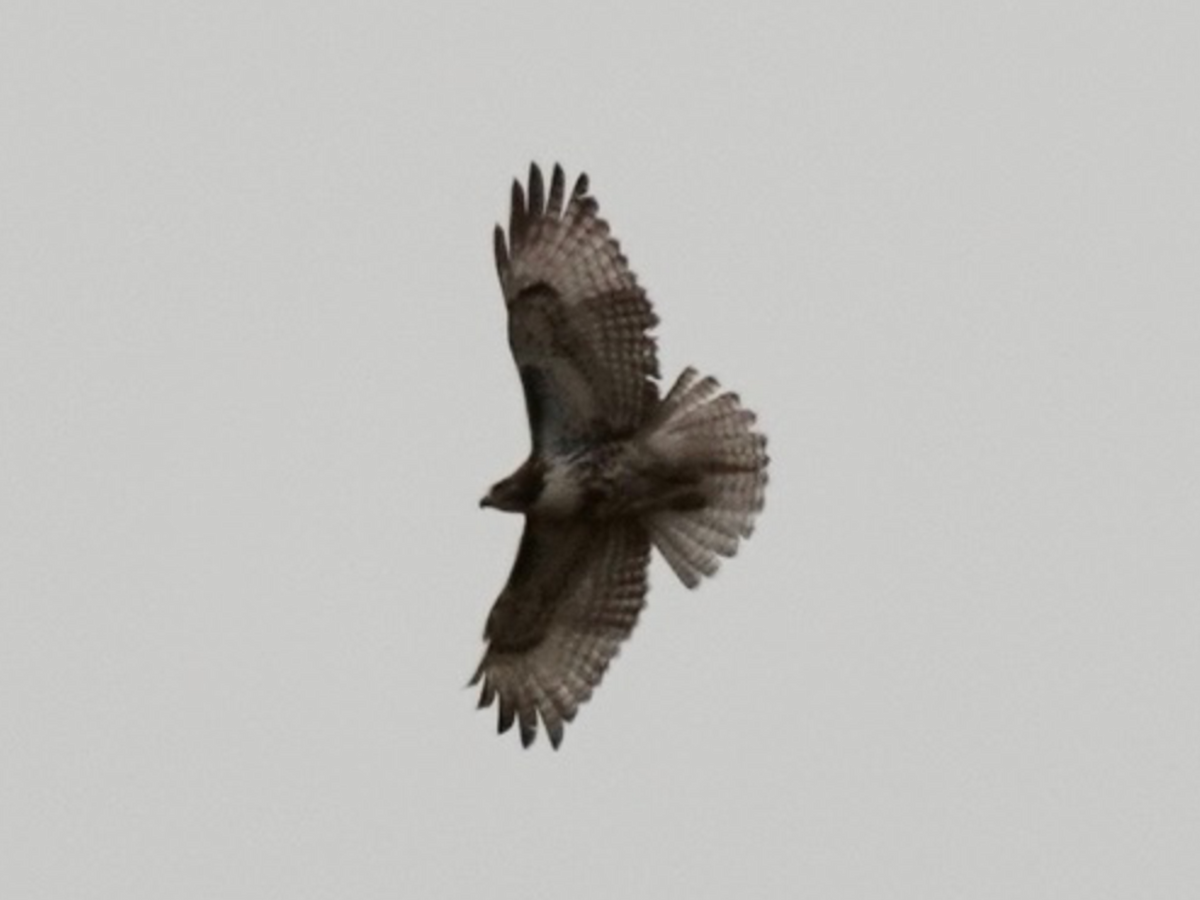 Red-tailed Hawk - ML264878351