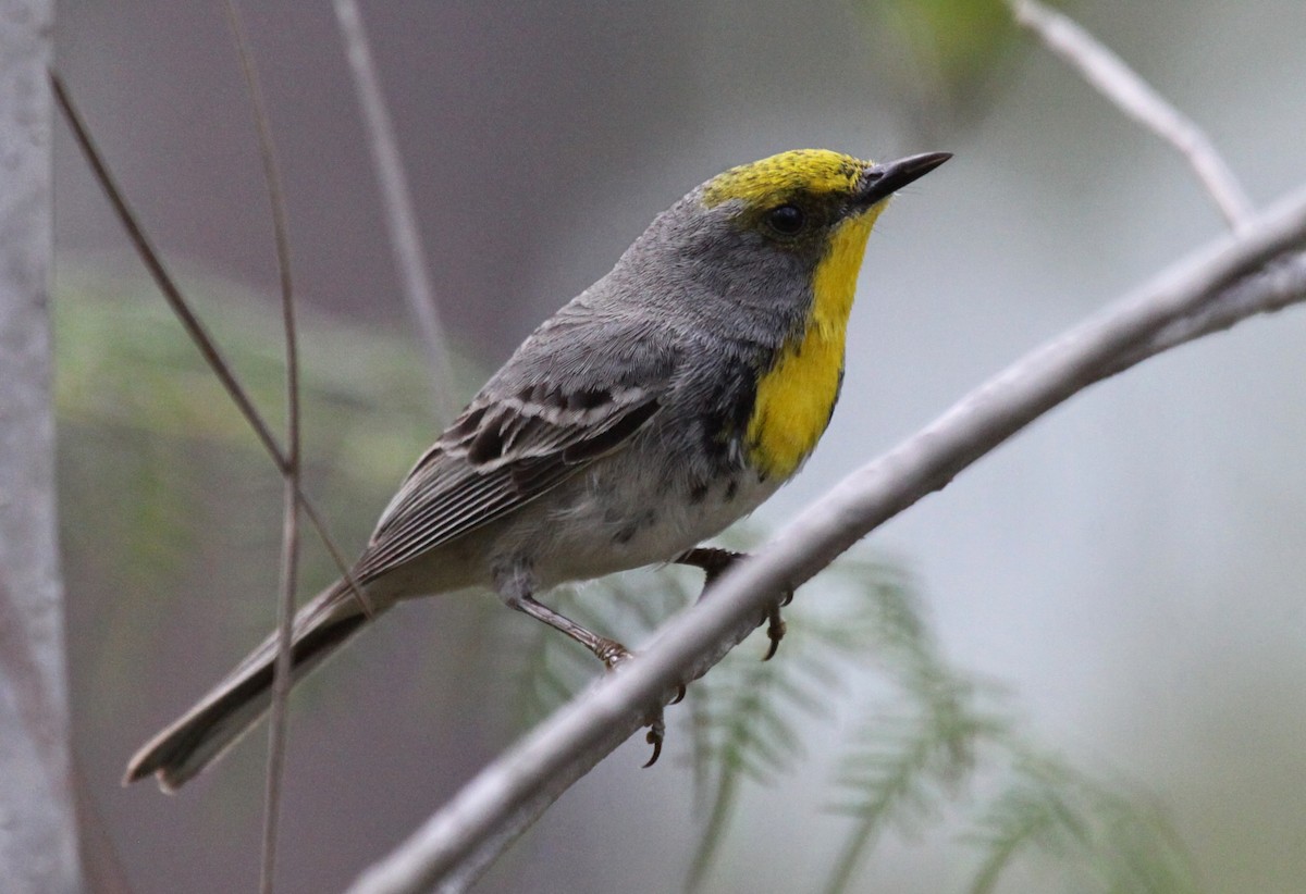 Olive-capped Warbler - Jesse Fagan