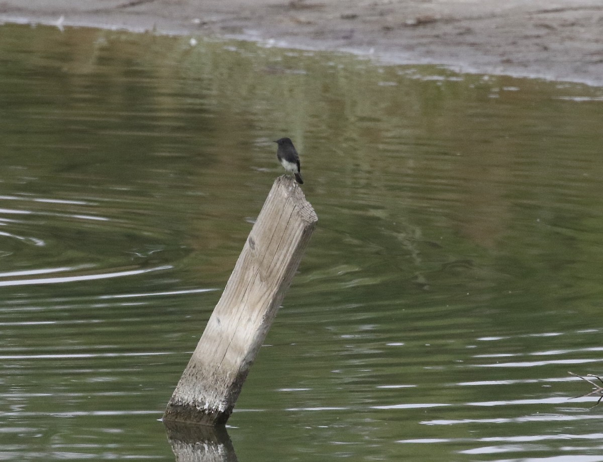 Black Phoebe - ML264884091