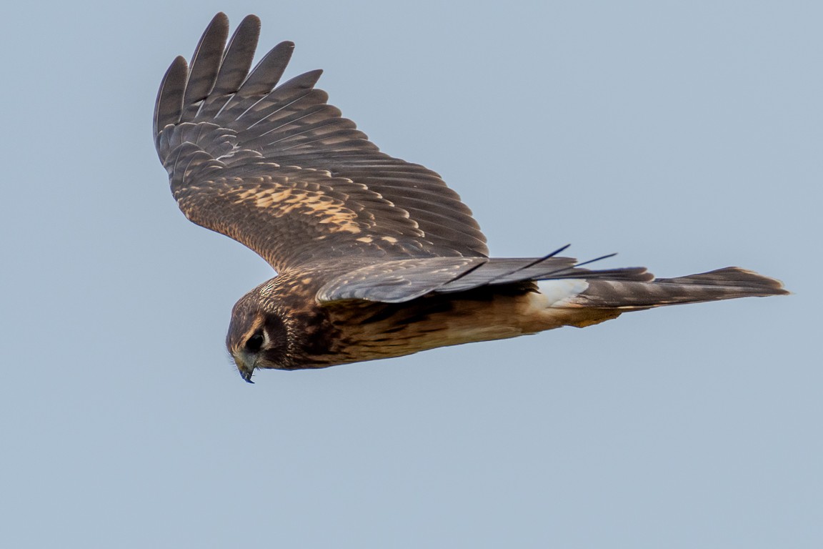 Northern Harrier - Andy Wilson