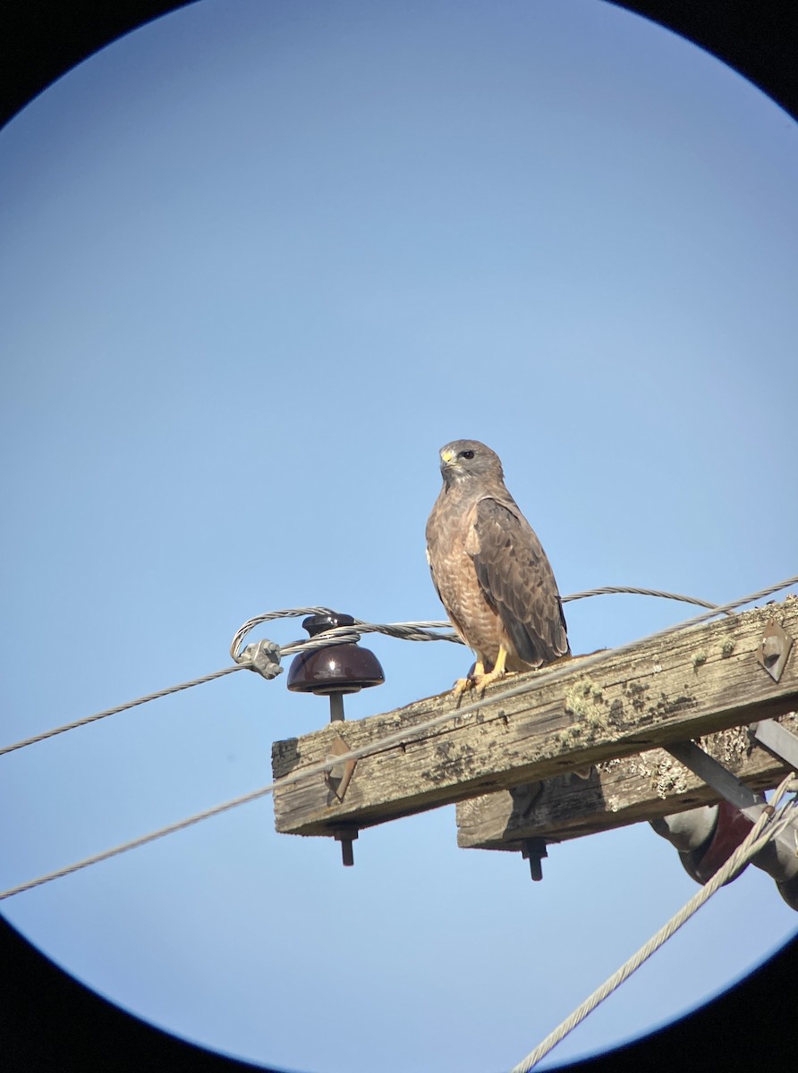 Swainson's Hawk - ML264886911