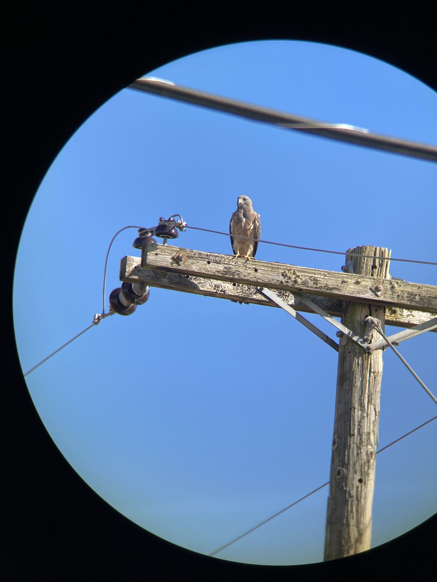 Swainson's Hawk - ML264886941