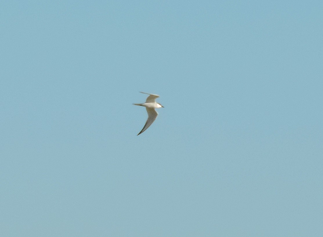 Gull-billed Tern - Matt Phelps