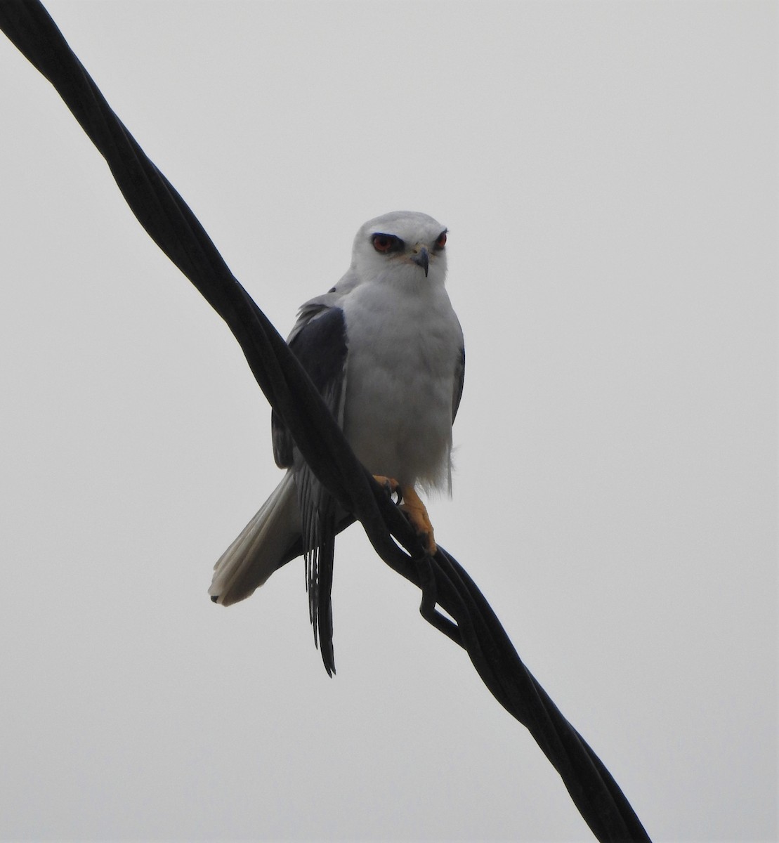 White-tailed Kite - ML264890281