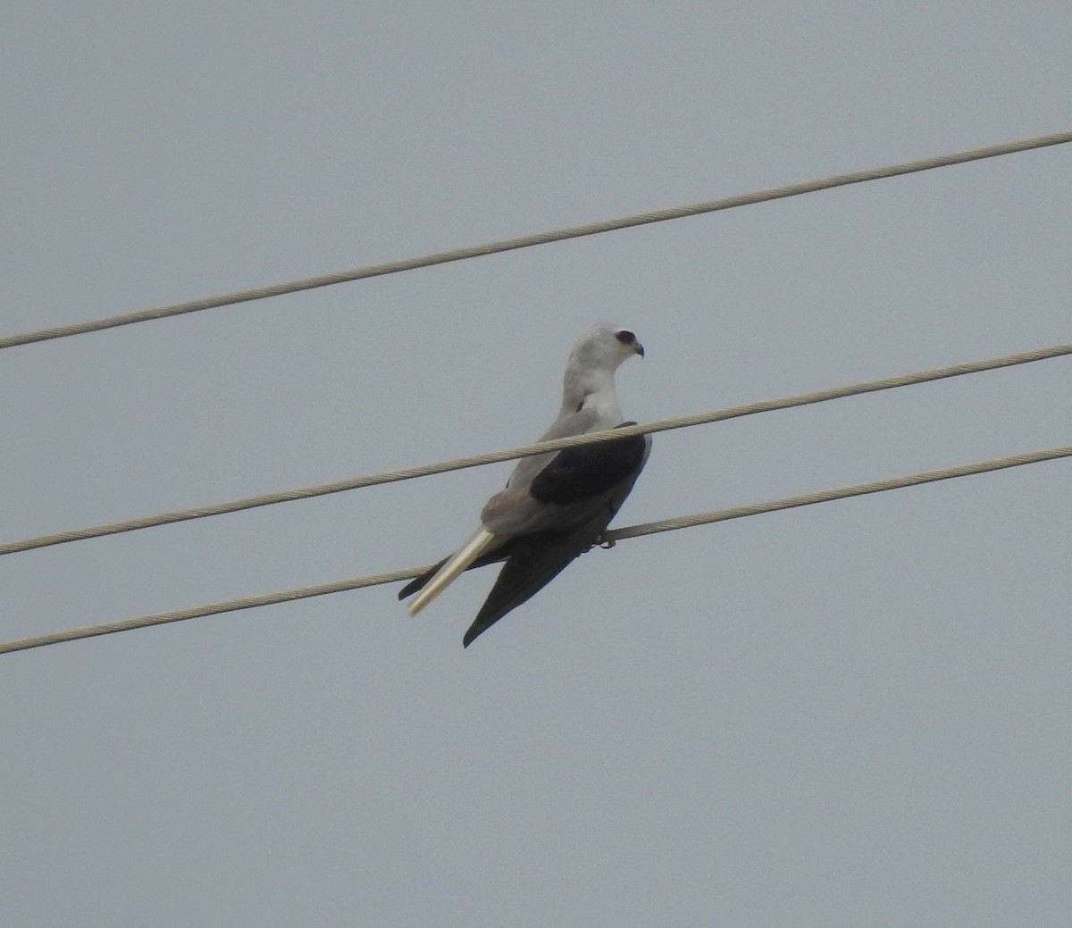 White-tailed Kite - Fabricio Candia