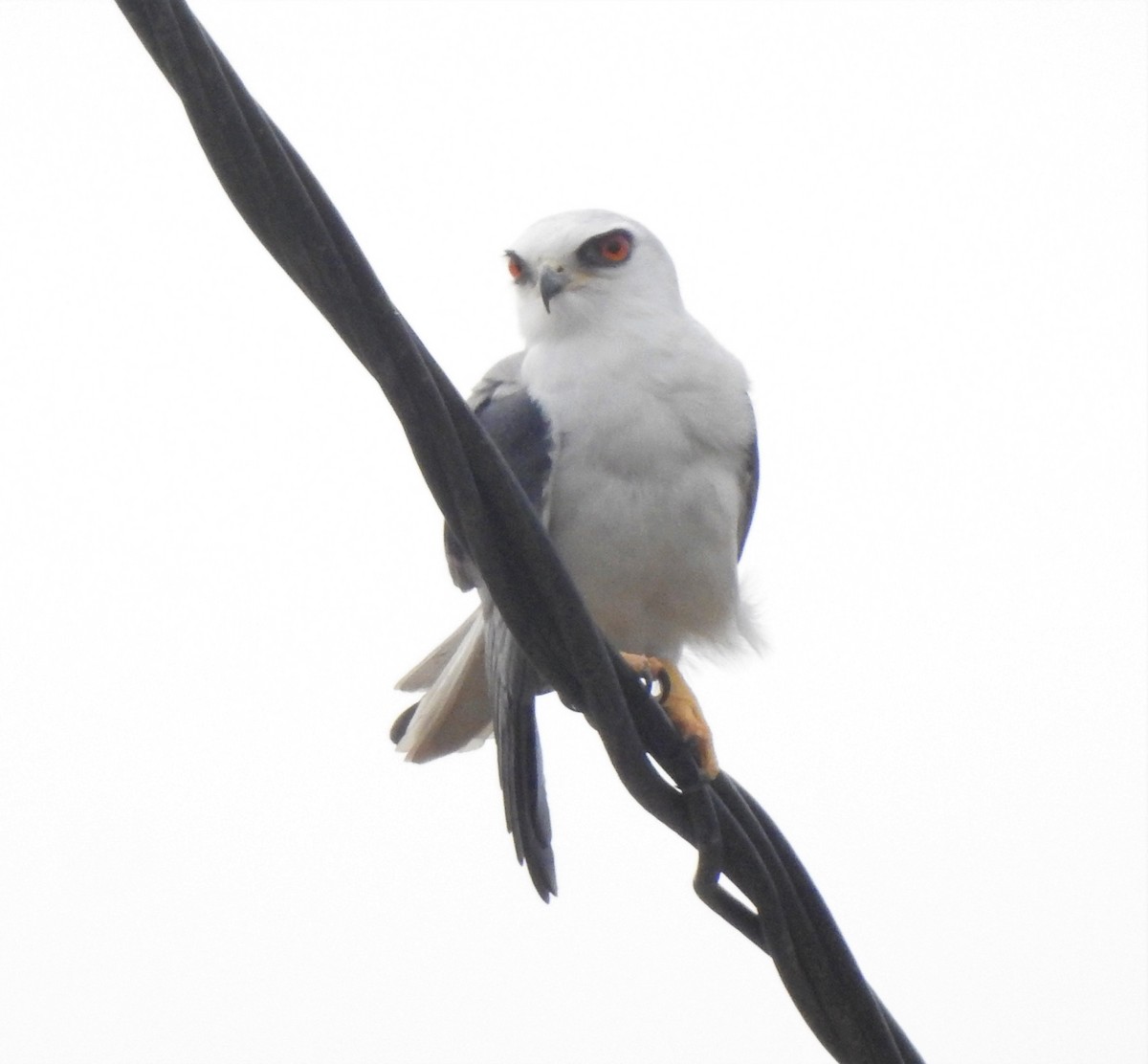 White-tailed Kite - Fabricio Candia