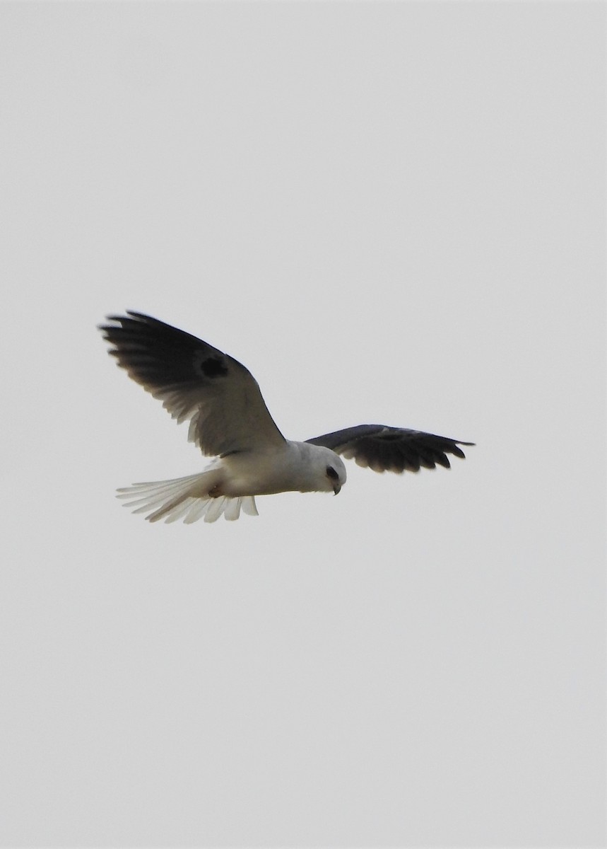 White-tailed Kite - Fabricio Candia