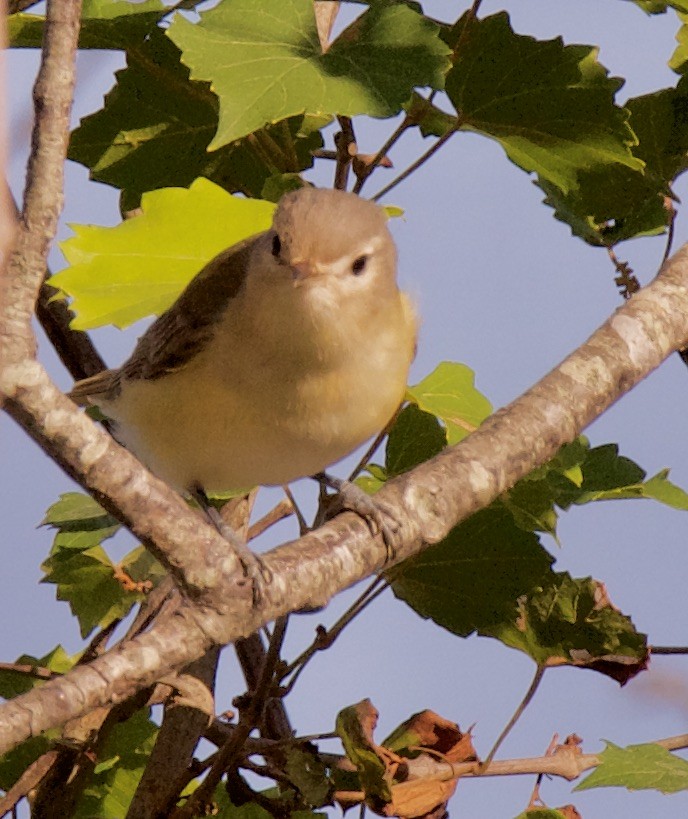 Warbling Vireo - Marcia Balestri