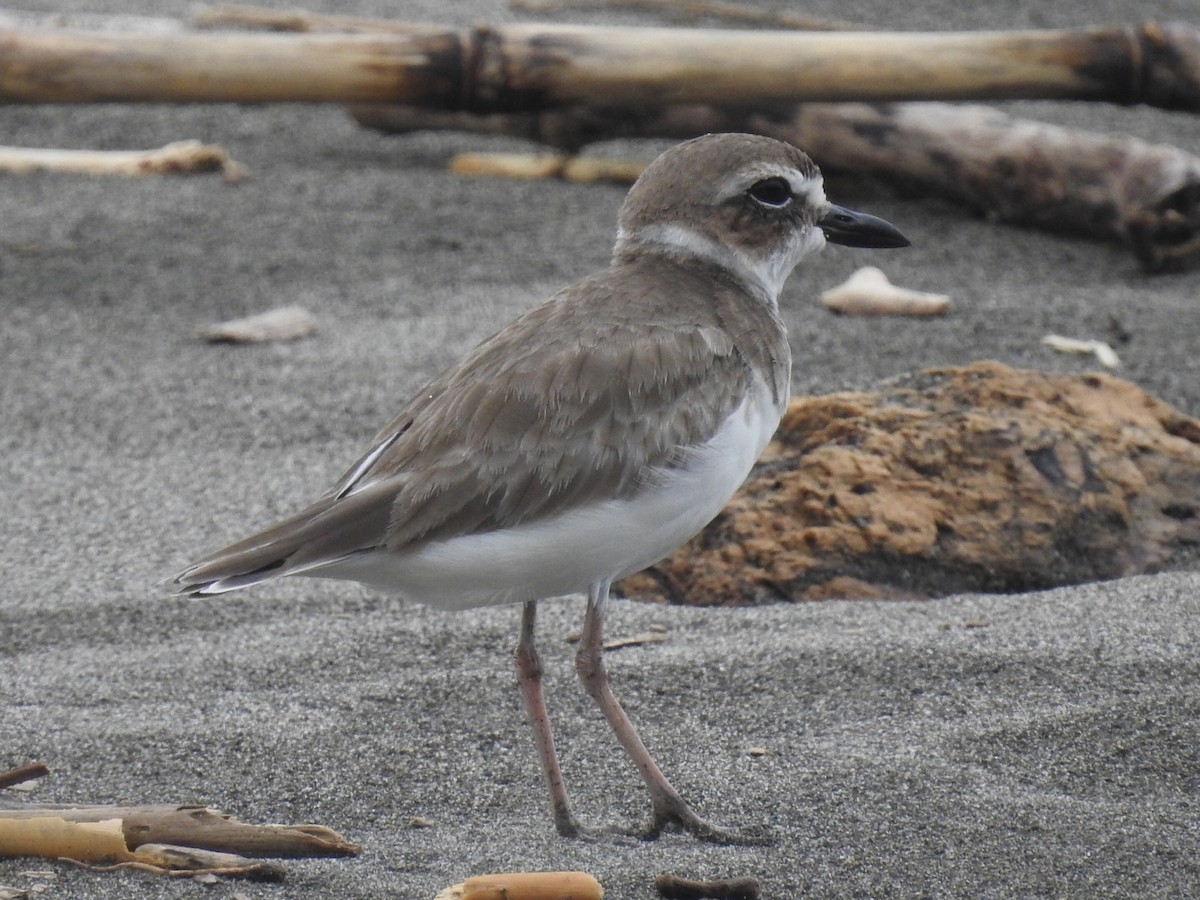 Wilson's Plover - Daniel Garrigues