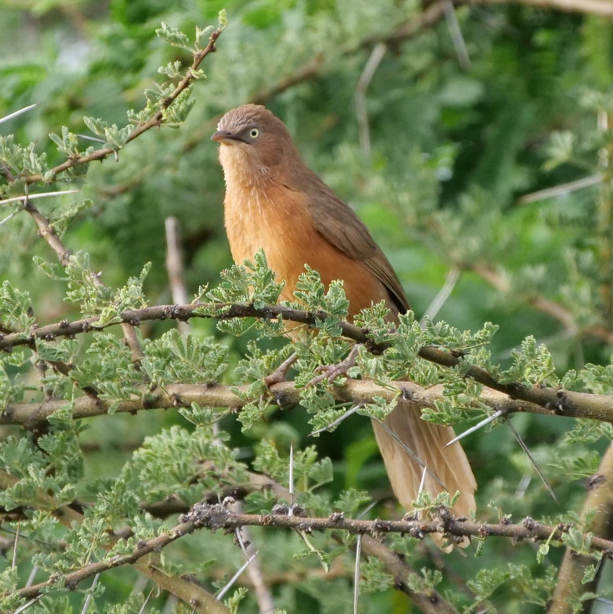 Rufous Chatterer - Mike Grant