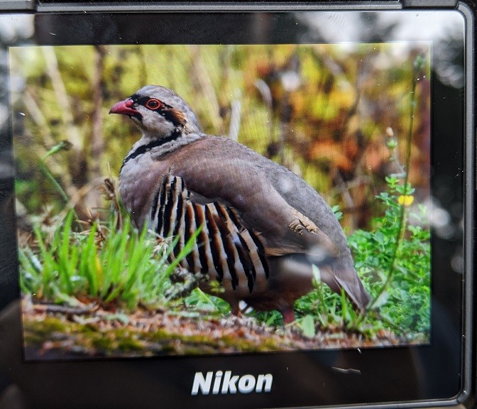 Chukar - ML264894171