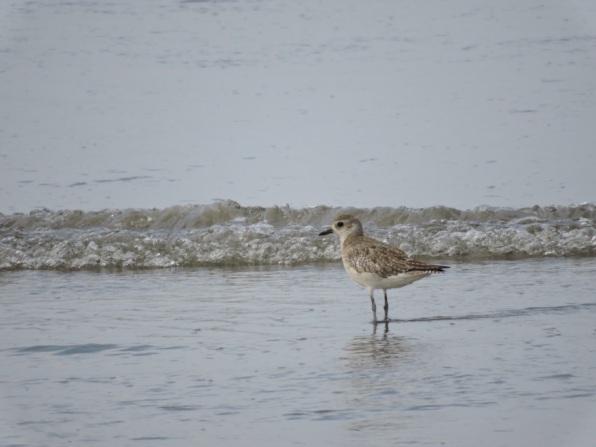 Black-bellied Plover - ML264894341