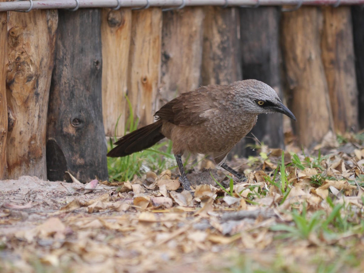 Black-faced Babbler - Mike Grant