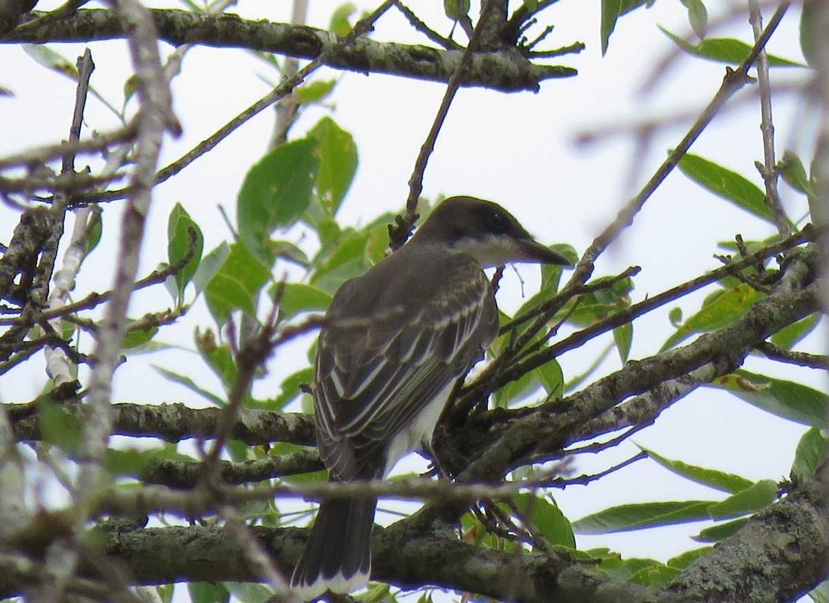 Eastern Kingbird - ML264896171