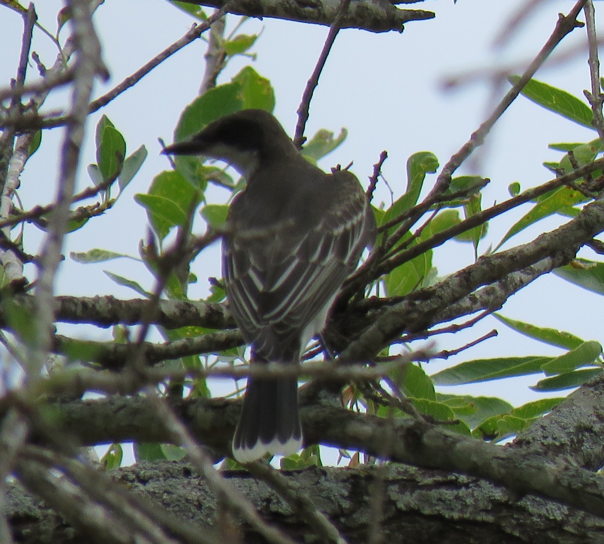 Eastern Kingbird - ML264896181