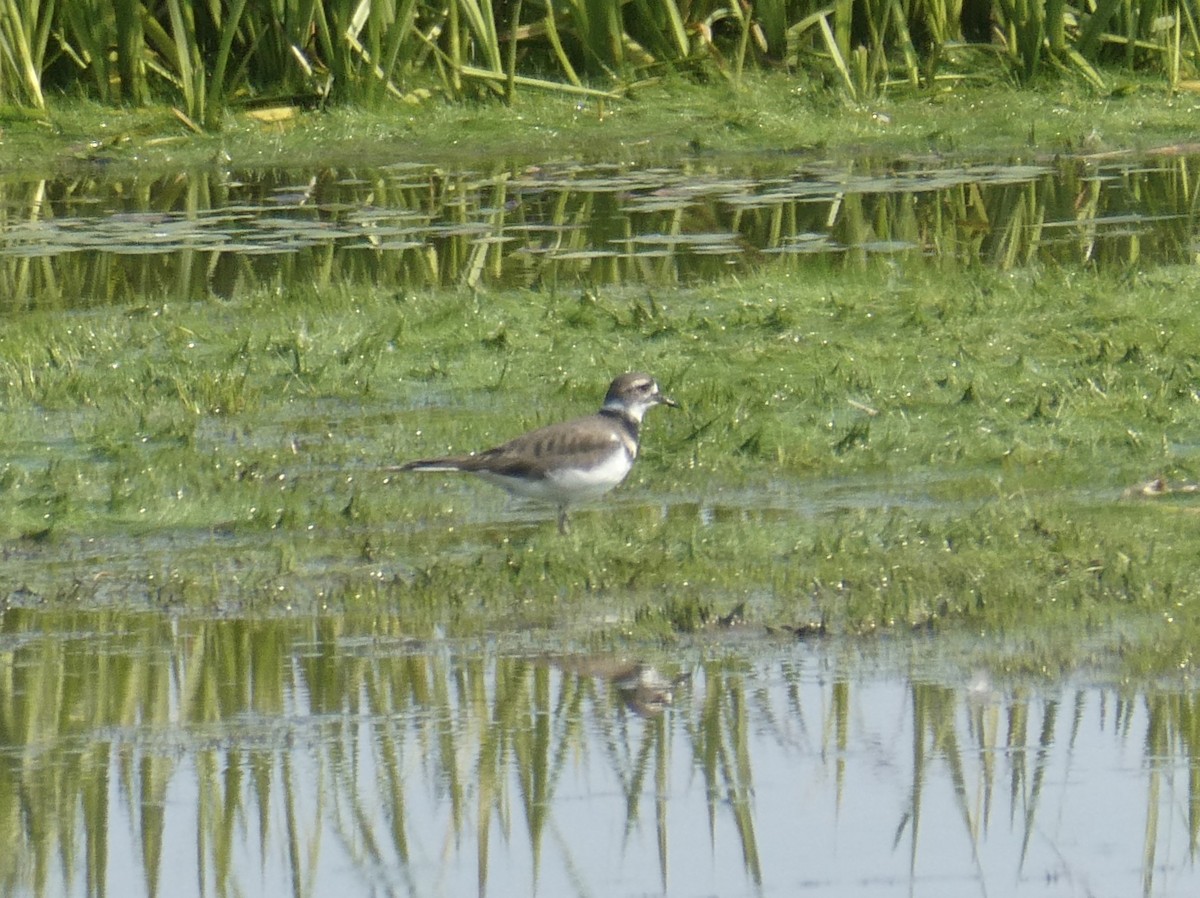 Killdeer - kim nordquest