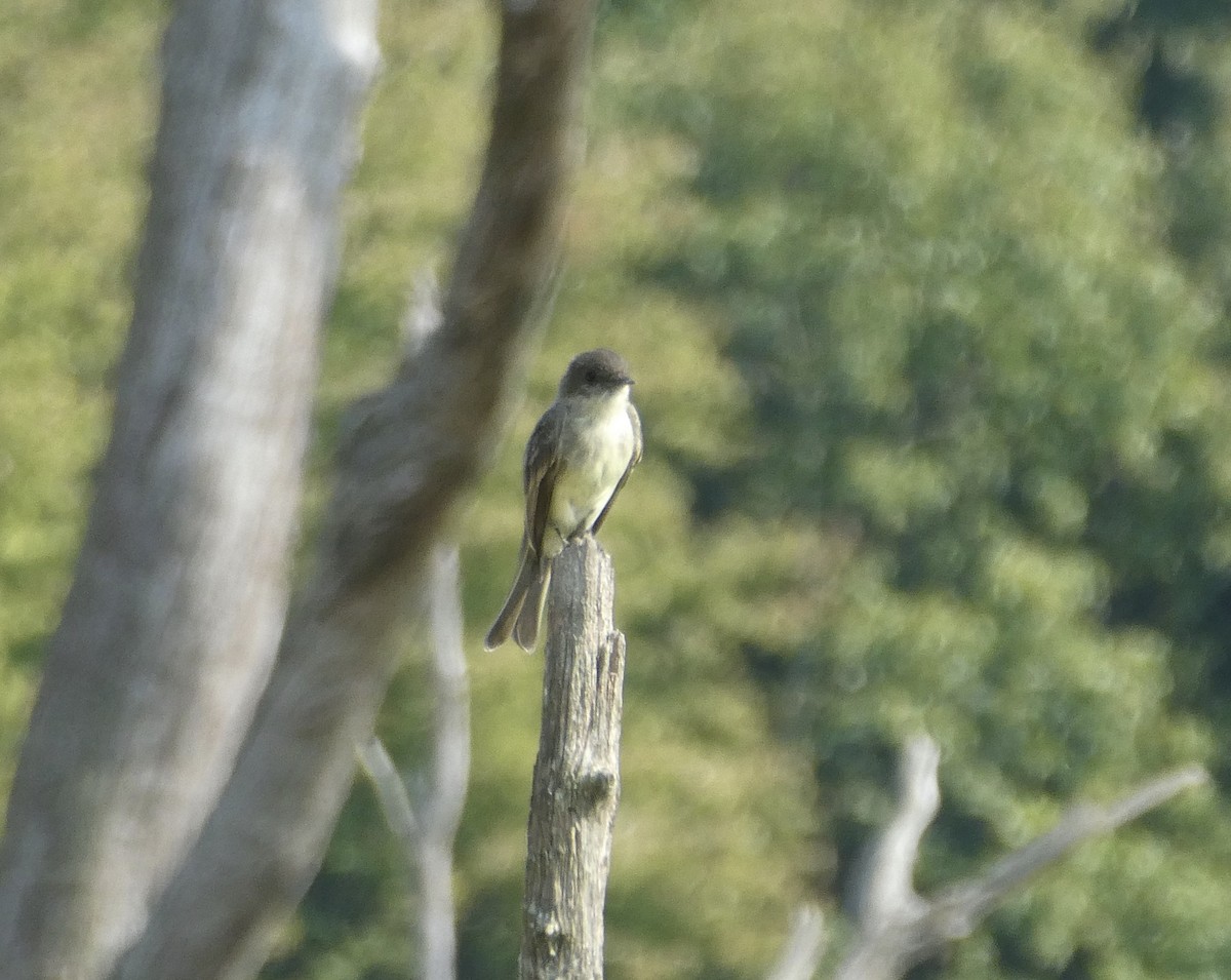 Eastern Phoebe - kim nordquest