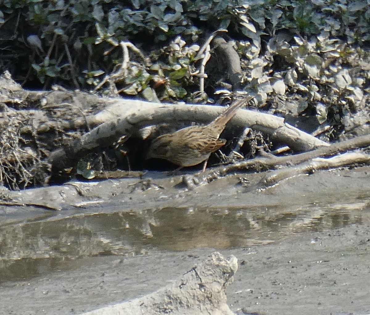 Song Sparrow - ML264898721