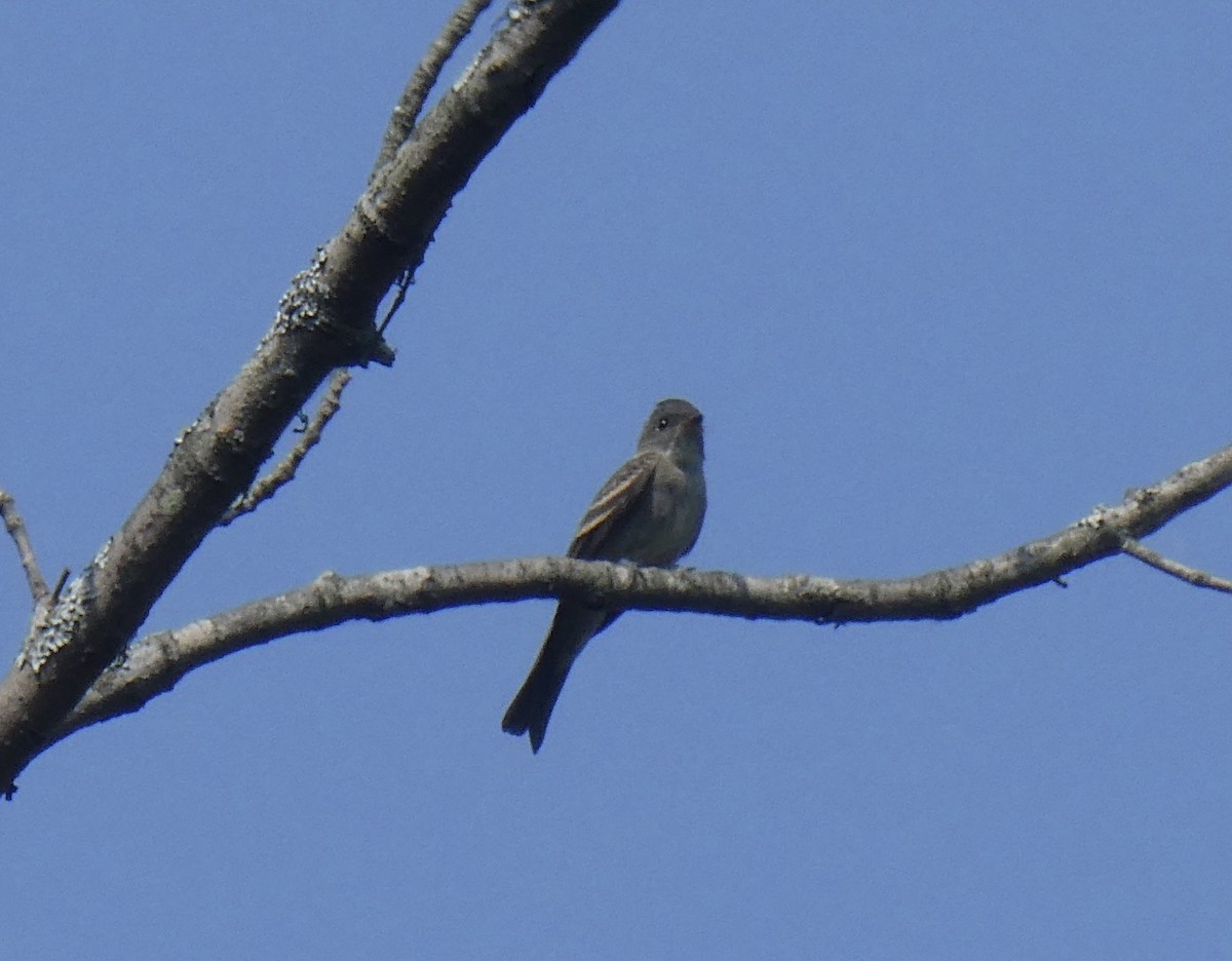 Eastern Wood-Pewee - kim nordquest