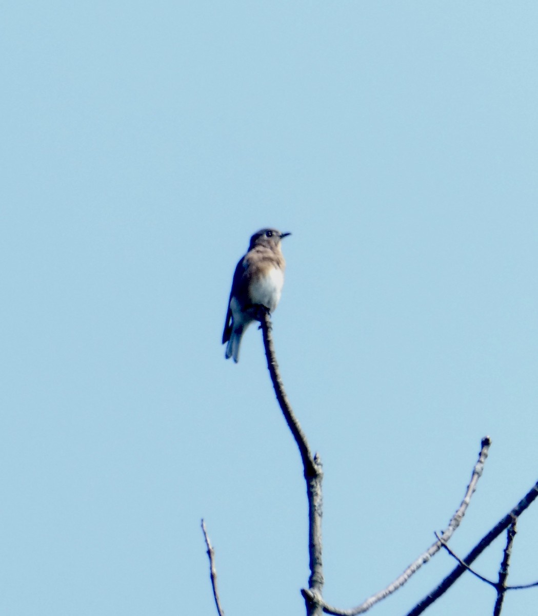 Eastern Bluebird - kim nordquest