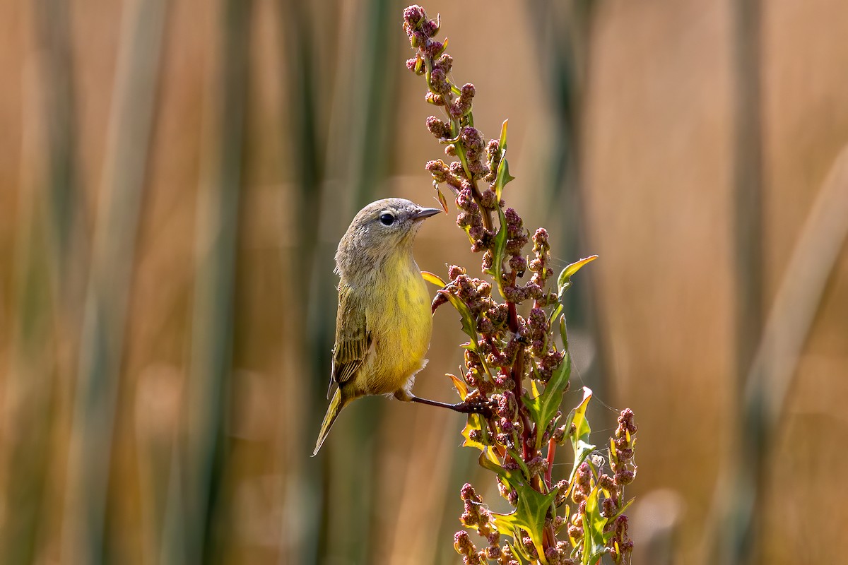 Orange-crowned Warbler - ML264901031