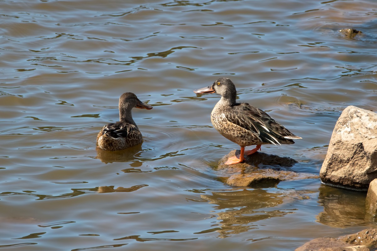 Northern Shoveler - ML264901941